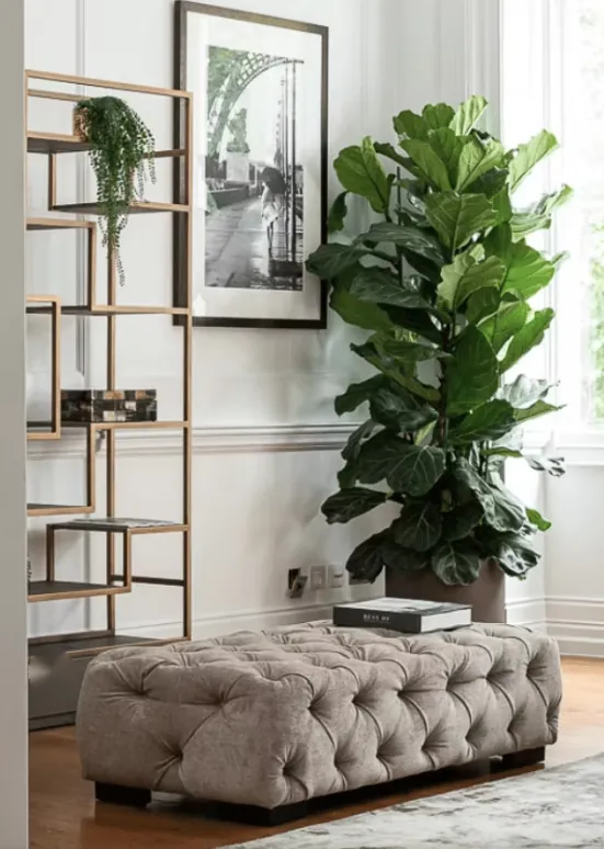 Open shelving, a tall plant and a buttoned ottoman by a window